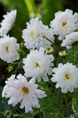 Picture of Cosmos - Double Click Snow Puff